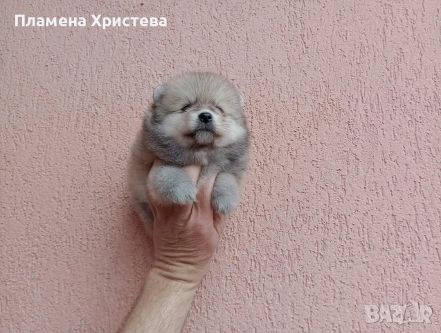 Померани. Реални снимки от днес !, снимка 3 - Померан - 54020046