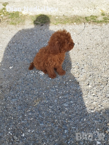 Той пудел родословен ., снимка 7 - Пудели - 53343824