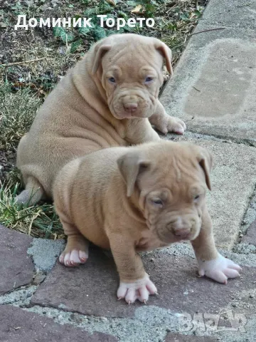 American bully xl, снимка 3 - Други - 46970498