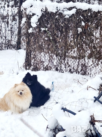 уникален померан тип черна перла, невероятно красив.  , снимка 4 - Померан - 50666317