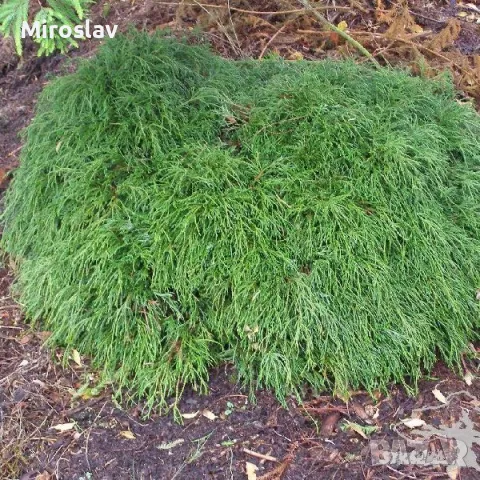 Лъжекипарис “Filifera Nana”, снимка 2 - Градински цветя и растения - 50106863