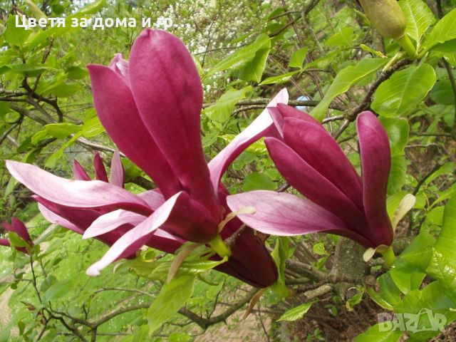 Magnolia Liliiflora Nigra(Магнолия Лилифлора Нигра), снимка 3 - Градински цветя и растения - 46565883