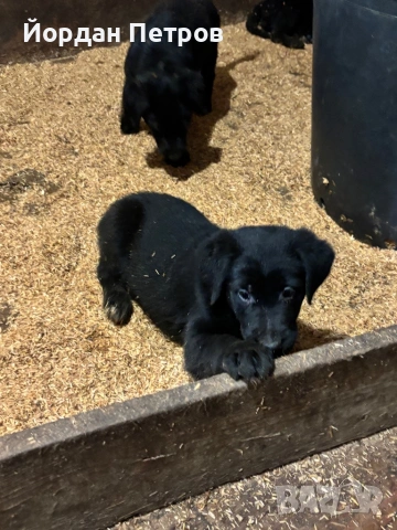 Голдан ретривър и немска овчарка, снимка 11 - Немска овчарка - 53596497