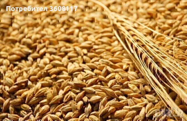 Ечемик 60 ст