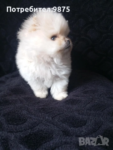 Продавам померан, снимка 2 - Померан - 54099944