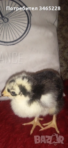 Пиленца Орпингтон , снимка 3 - Кокошки и пуйки - 53653737