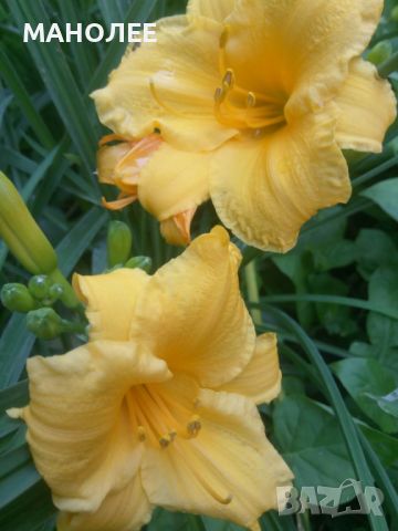 ХЕМЕРОКАЛИС-нисък, снимка 1 - Градински цветя и растения - 46101753