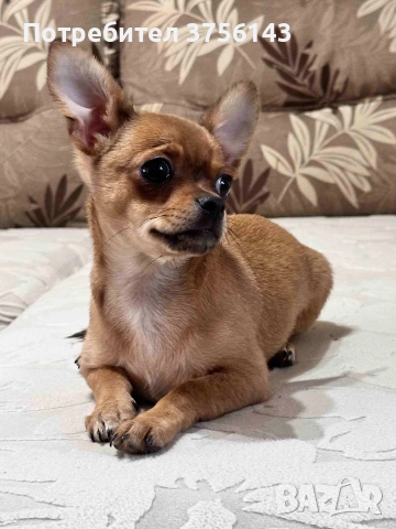 Топ Мъжко Чихуахуа Шоколадово