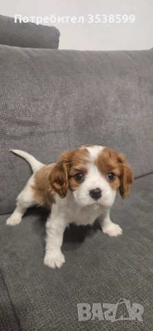 Кавалер Кинг Чарлз Шпаньол , снимка 5 - Кавалер кинг чарлз шпаньол - 52669127