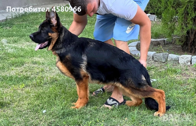 Топ Немски Овчарки , снимка 6 - Немска овчарка - 51913768