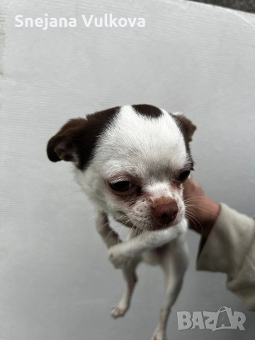 Продавам мини Чихи мамченце, снимка 4 - Чихуахуа - 54082001