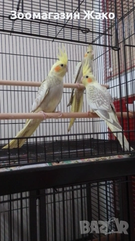 Папагали Корели, снимка 3 - Папагали - 53598602