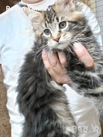 Мейн Кунчета със родословие и документи от частен развъдник., снимка 3 - Мейн кун - 52308491