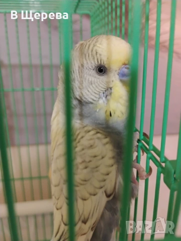 Вълнист папагал с клетката 