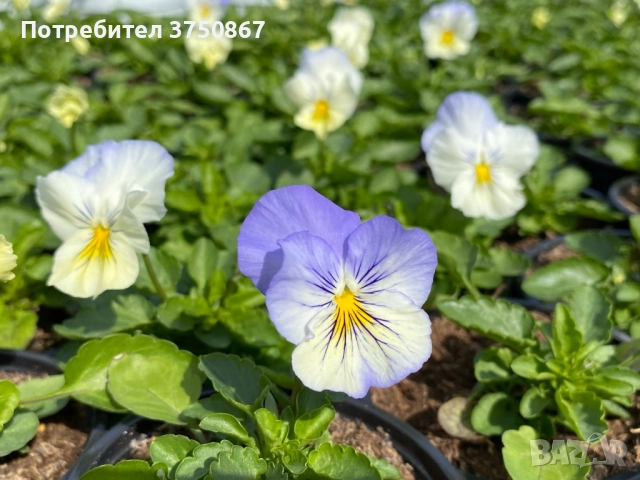 🩷🌿💛 КАСКАДНИ ТЕМЕНУЖКИ , снимка 2 - Градински цветя и растения - 51886340