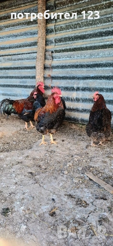 яйца от катунски кокошки., снимка 3 - Кокошки и пуйки - 52928506