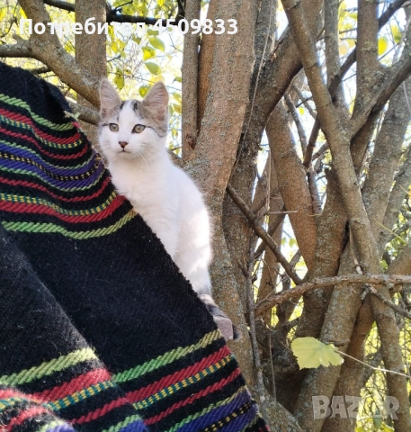 Отдам котенца в добри ръце, снимка 3 - Други - 52618310