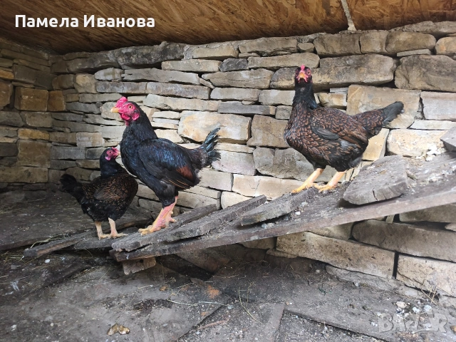 Яйца от Корниш , Зибрайт и Вествалска кокошка 