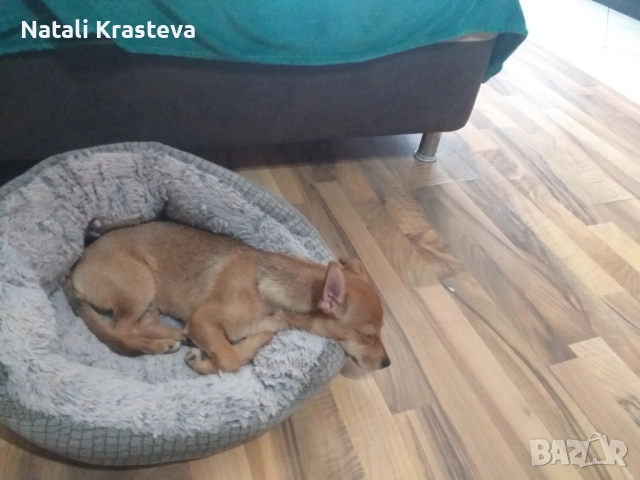 Подарявам сърнист пинчер, снимка 1