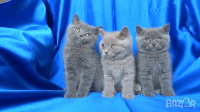 Чистокръвни Британски късокосмести котета, снимка 4 - Британска късокосместа - 53322558