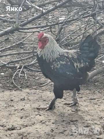 Петли, снимка 6 - Кокошки и пуйки - 54186401