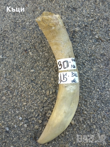 Рог от крава.