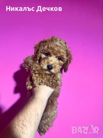 Червен Той Пудел , снимка 2 - Пудели - 53134475