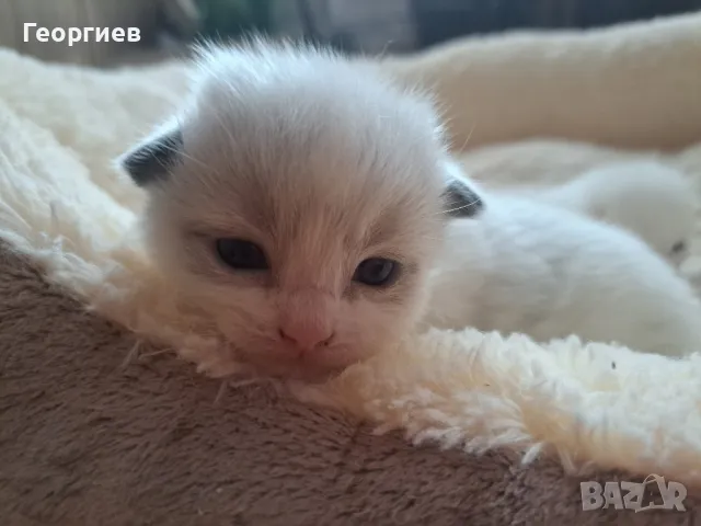 Рагдол котка / Регдол котенца / Ragdoll kittens, снимка 1 - Други - 43079200