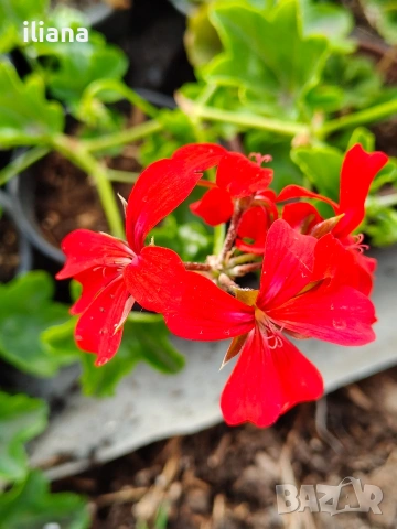 Продавам различни видове цветя, снимка 8 - Градински цветя и растения - 54170180