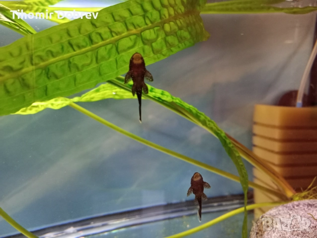 Звездни анцитруси, снимка 3 - Рибки - 52881719