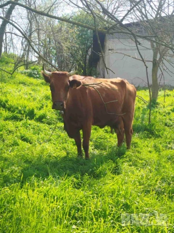 Продава крава и мъжко теле жарсе 