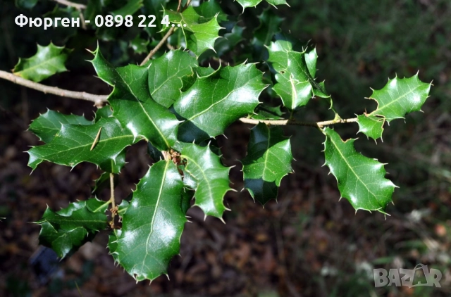 Дъб Пърнар – Вечнозелен СЕМЕНА (жълъди) Цена за 1 семе 40ст (0.20 €), снимка 7 - Разсади - 52897572