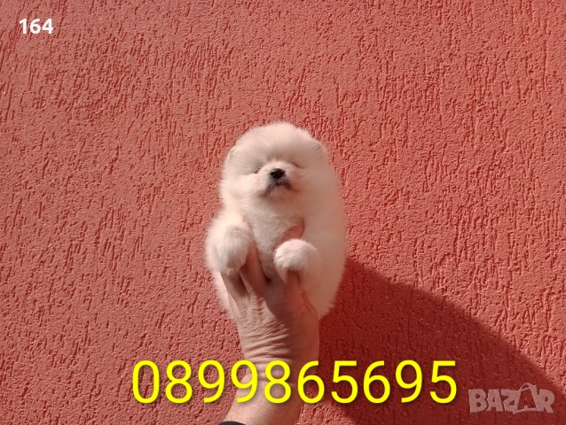 Женски Померан. Реални снимки от 23.02.26 г., снимка 3 - Померан - 53626869