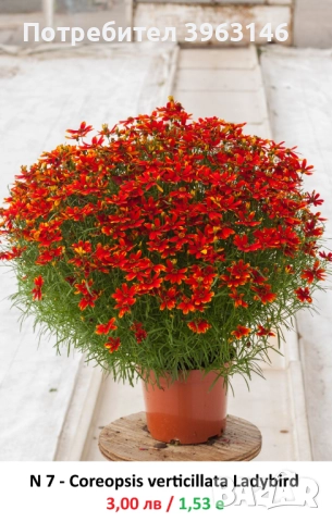 ГРАДИНСКИ Многогодишни Цветя..., снимка 8 - Градински цветя и растения - 51078747