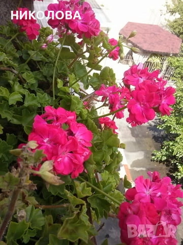 САКЪЗЧЕТА - резници, снимка 3 - Градински цветя и растения - 45804212