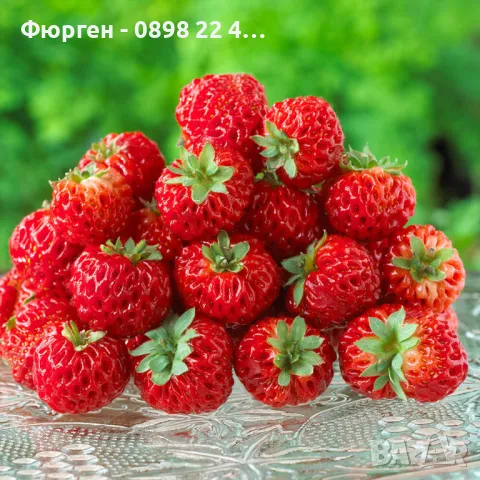 ЯГОДА МАЛИНА FRAMBERRY, снимка 4 - Разсади - 49133319