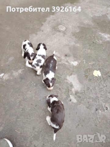 Спрингер Шпаньол , снимка 6 - Шпаньоли - 52334906