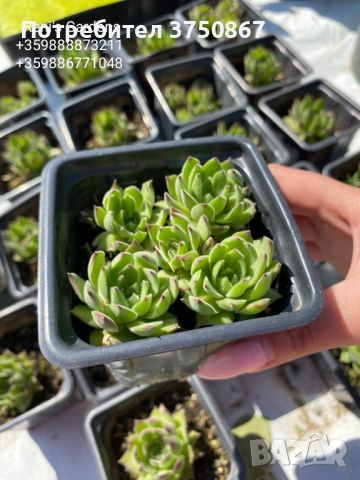 💚💛💚 Сукулент - Sempervivum Reinhard (Семпервивум Рейнхард) 💚💛💚, снимка 3 - Градински цветя и растения - 45633853