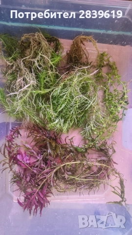Пакет аквариумни растения , снимка 2 - Аквариуми - 51470866