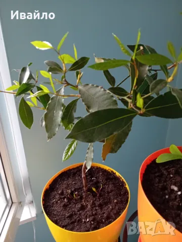 Дафинов лист, снимка 2 - Градински цветя и растения - 39246360