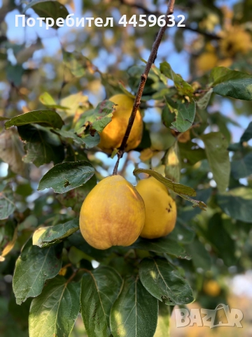 Дюли за ракия , снимка 3 - Домашни напитки - 52637846