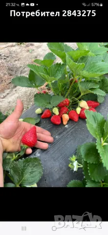 Продавам разсад ягоди , снимка 2 - Сортови семена и луковици - 49694039