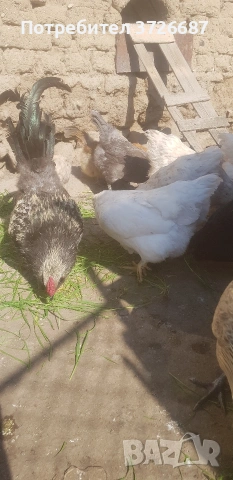 Сини яйца от Амераукана, снимка 6 - други­ - 53863985