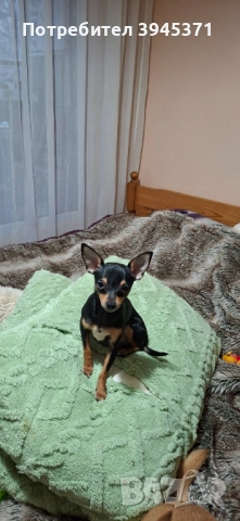 Мини чихуахуа на 9 месеца 