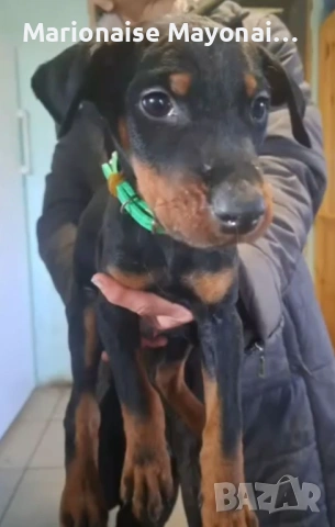 Doberman....     Orgineel....