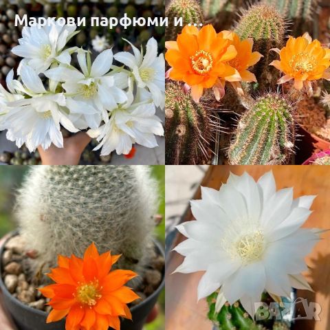 Продавам екзотични кактуси, колекционерски, редки видове - Echinocereus Nicholii, El Capitan и други, снимка 7 - Градински цветя и растения - 46569146