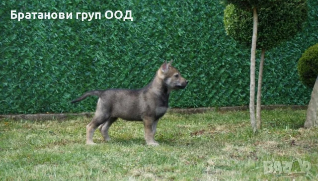 Чехословашки вълчак , снимка 4 - Други - 50894527
