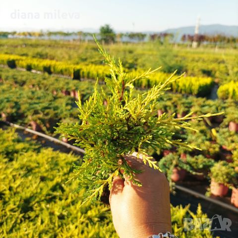 Хвойна Старо Злато, Juniperus Old Gold, снимка 11 - Градински цветя и растения - 39205397