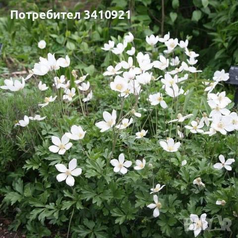 бяло анемоне , снимка 2 - Градински цветя и растения - 53849077