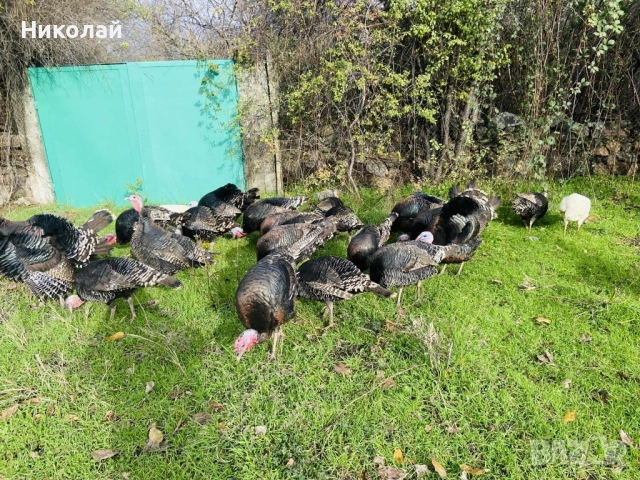 Домашни Пуикй, снимка 5 - Кокошки и пуйки - 52860409